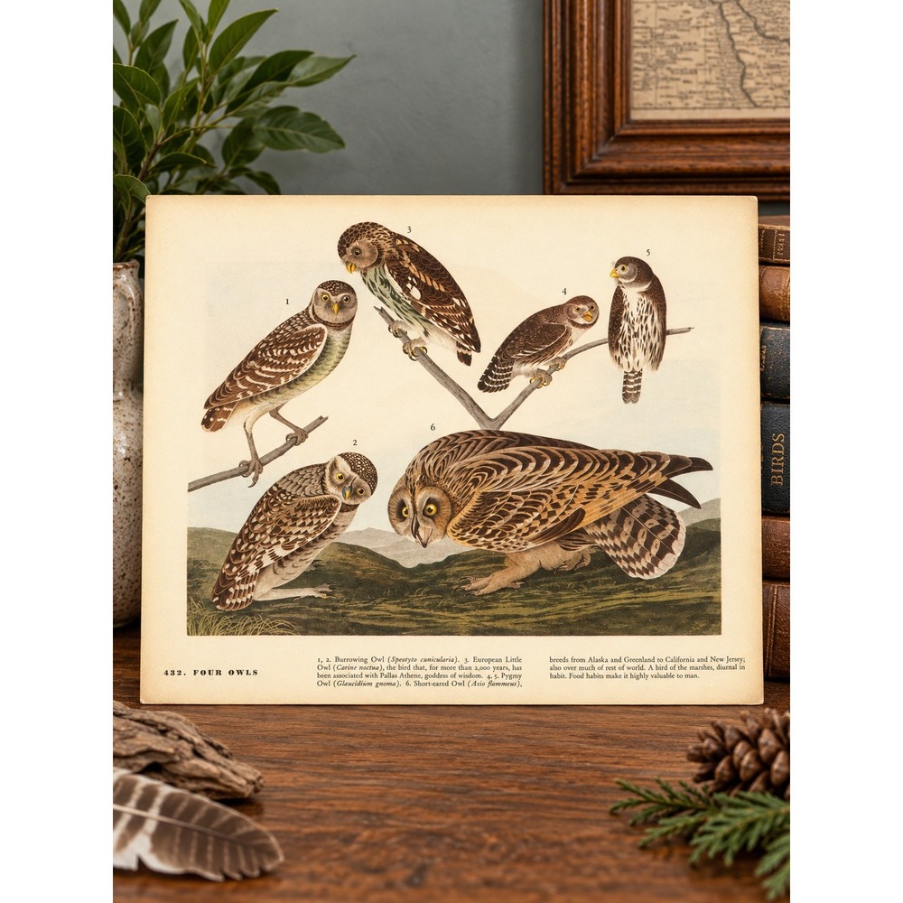 1941 Vtg Short Eared Owl Print American Bird Art Illustration Audubon Coastal